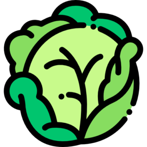 CABBAGE (each)