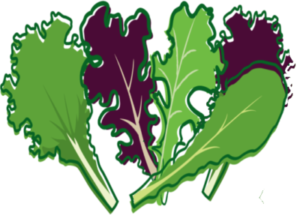 SALAD / Mixed Lettuce Pack (200g)