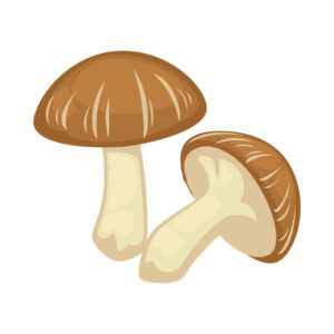 MUSHROOM / Portabellini (250g)