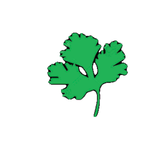 PARSLEY / Curley (bunch)