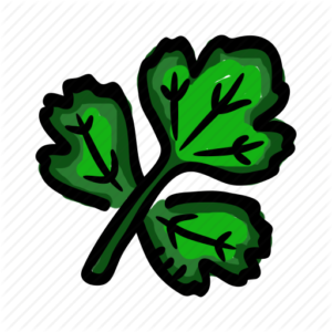 CORRIANDER / Fresh (bunch)