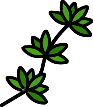 THYME / Fresh (bunch)