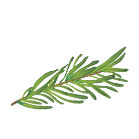 ROSEMARY (bunch)